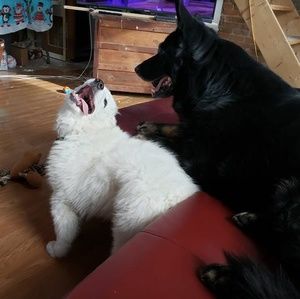 Meet your Posher, Terry